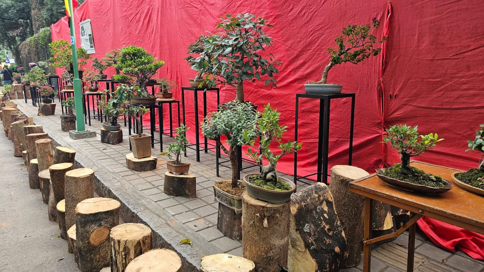 Bonsai Exhibition Showcase